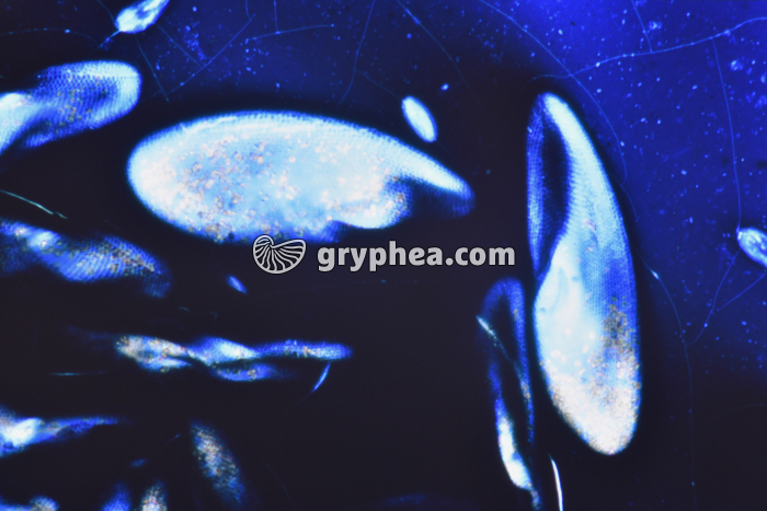 Paramécies colorées Encre de Chine x100 - gryphea.org